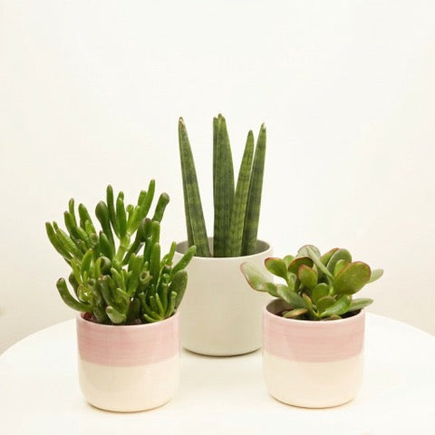 Indoor SuccuLove | Plant Bundle | 3 x PLANTS | 3 X POTS | Indoor Plant Bundle