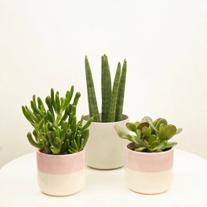 SuccuLove  | Plant Bundle - Indoor Plant