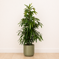 Narrow Leaf Fig | Amstel