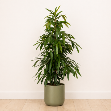 Narrow Leaf Fig | Amstel King