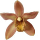 Cymbidium Orchid | Wilhelmina