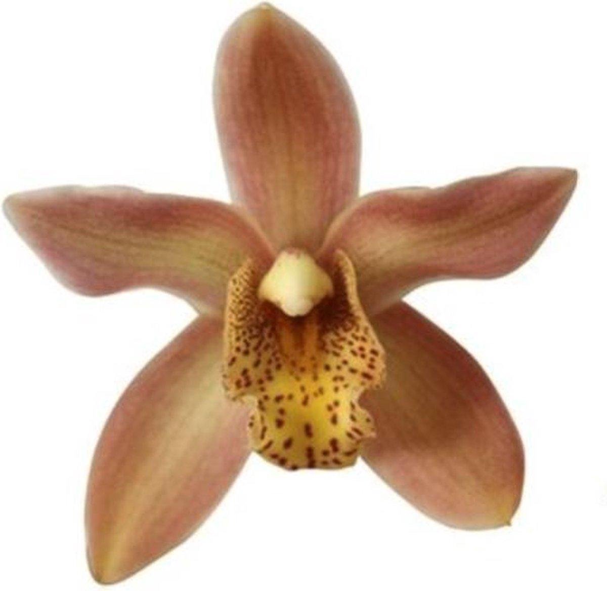 Cymbidium Orchid | Wilhelmina