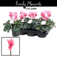 Cyclamen | Lovely Moments