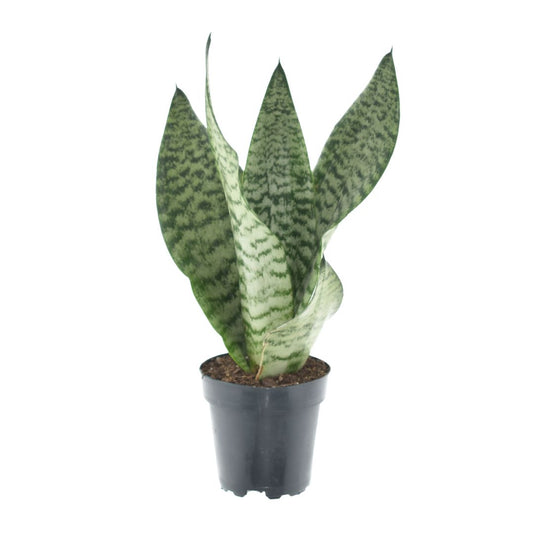 Snake Plant | Larenzii | Hard To Find | Air Purifying Plants