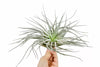 Air Plant | Ionantha Silver