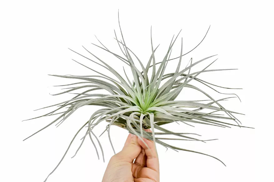 Air Plant | Ionantha Silver