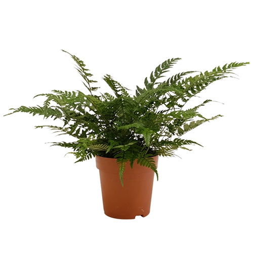 Lady Fern | Indoor Plants