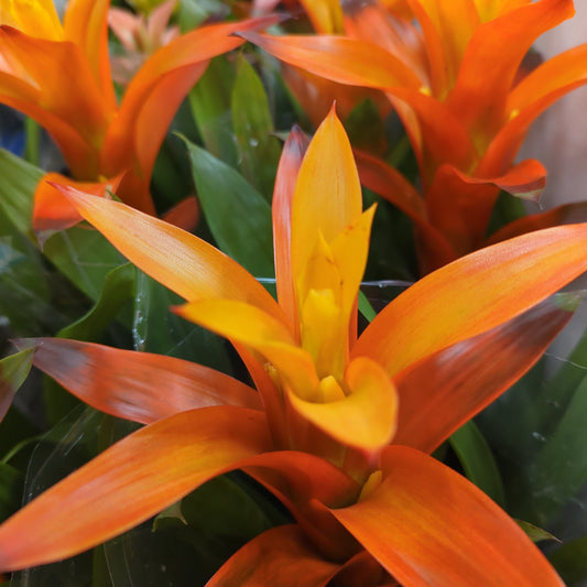 Guzmania Bromeliad | Ombre Orange | Shade Loving Plants