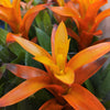 Ombre Orange Guzmania