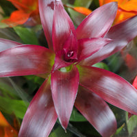 Guzmania Bromeliad | Burgundy