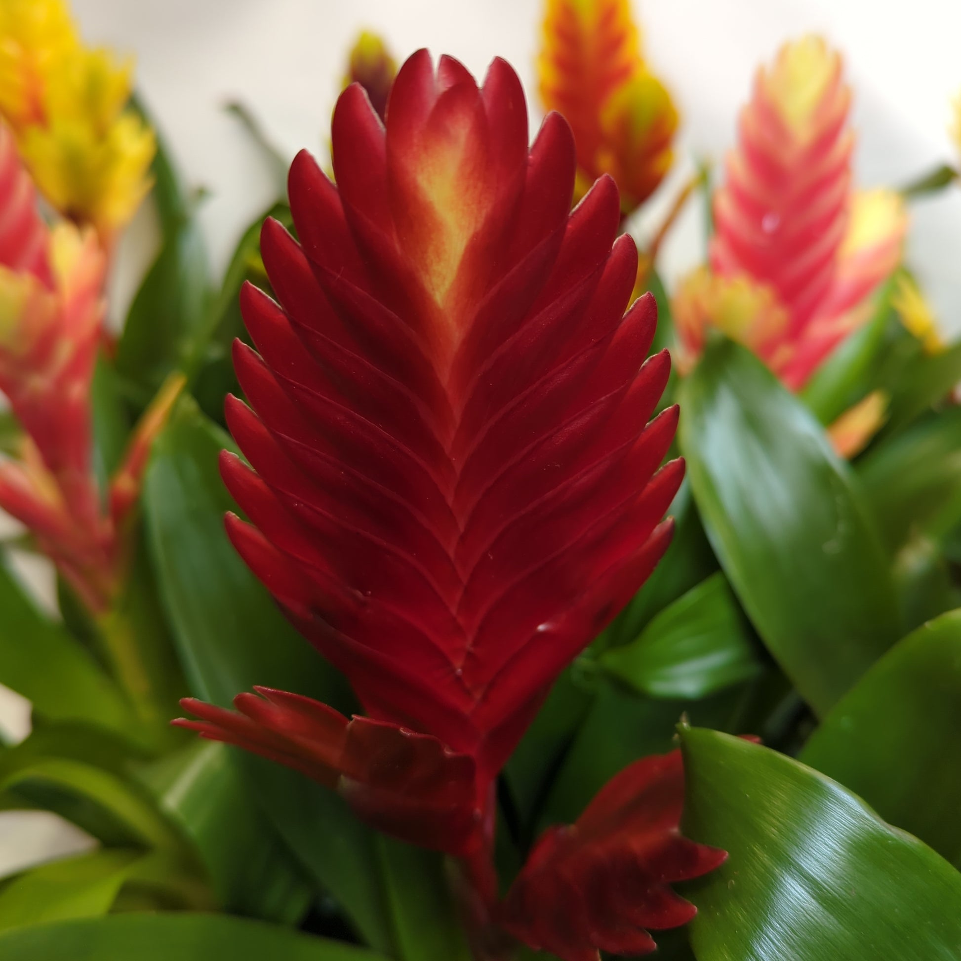 Vriesea Flaming Sword | Deep Red