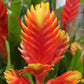 Vriesea Flaming Sword | Red-Orange