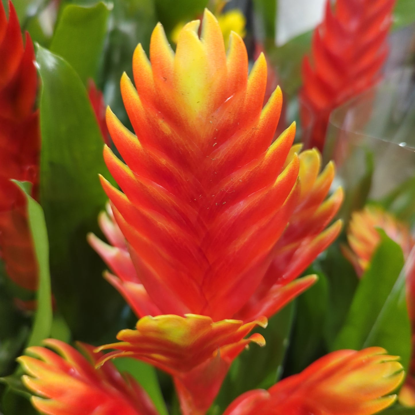 Vriesea Flaming Sword | Red-Orange