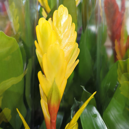 Vriesea Flaming Sword | Yellow | Perfect Plants for Under £30