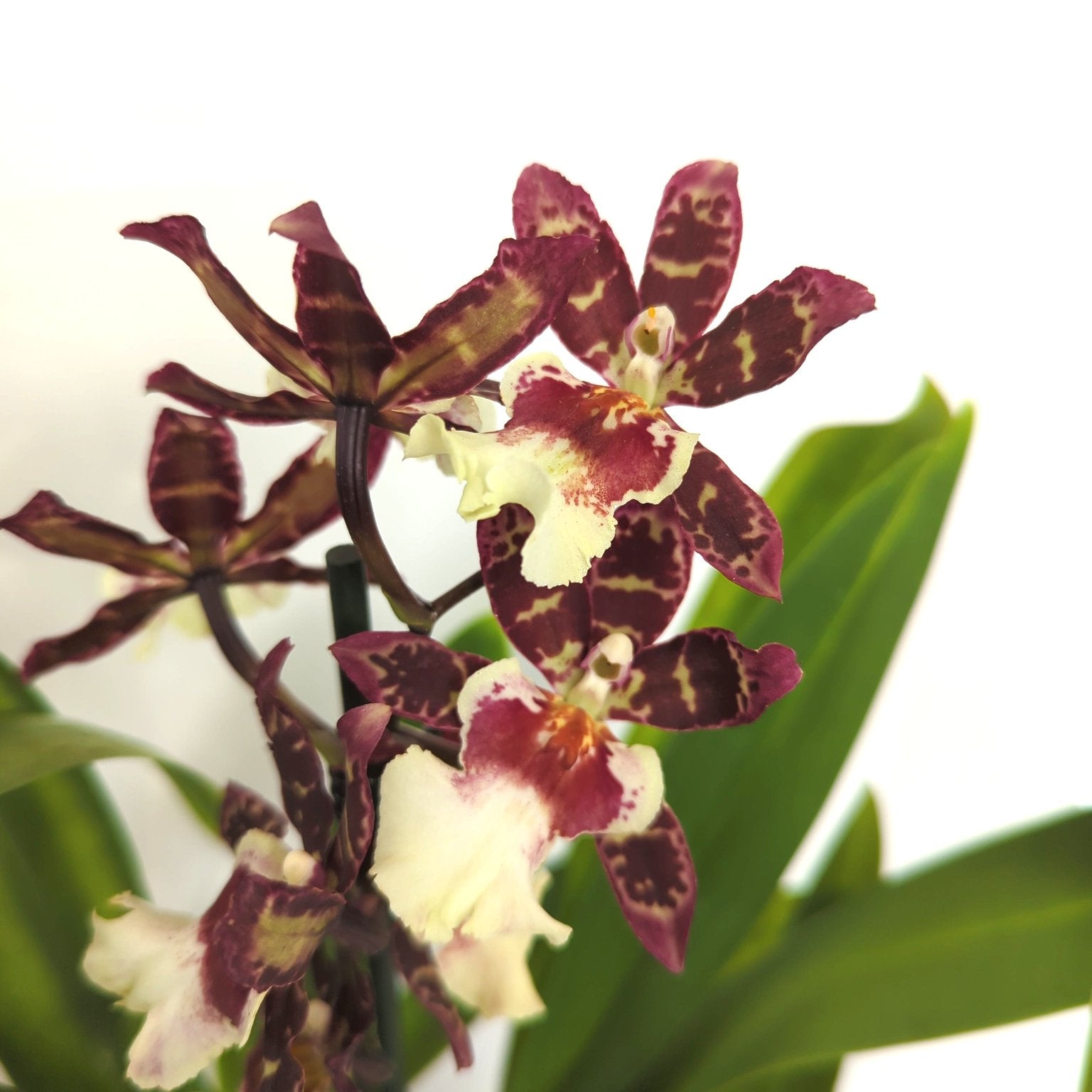 Cambria Orchid | Sugar Plum