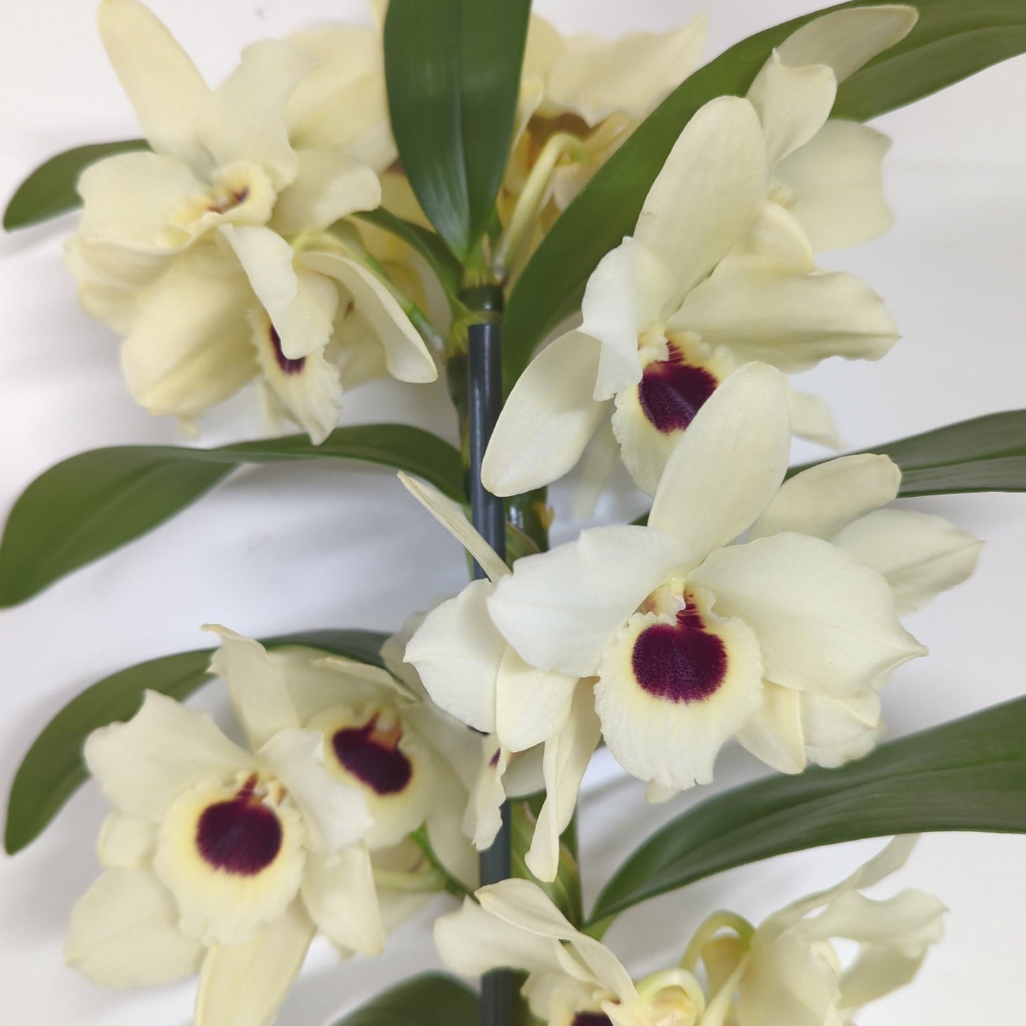 Dendrobium Orchid | Cookies & Cream