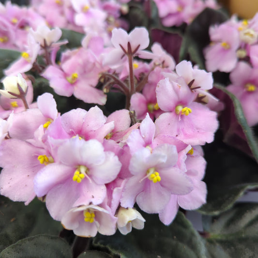 African Violet | Blush | Small Plants & Tot Pots