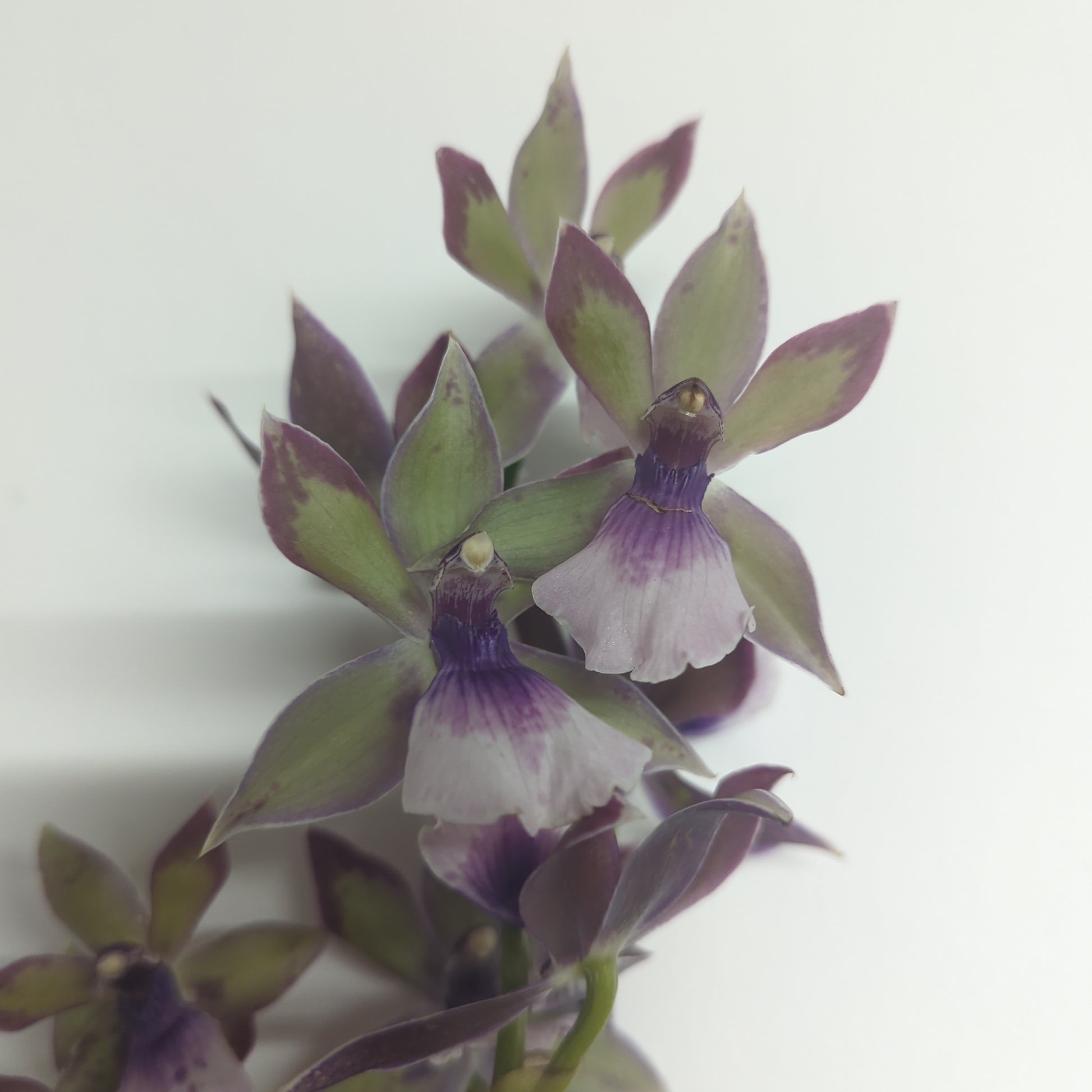 Zygopetalum Orchid | Blue