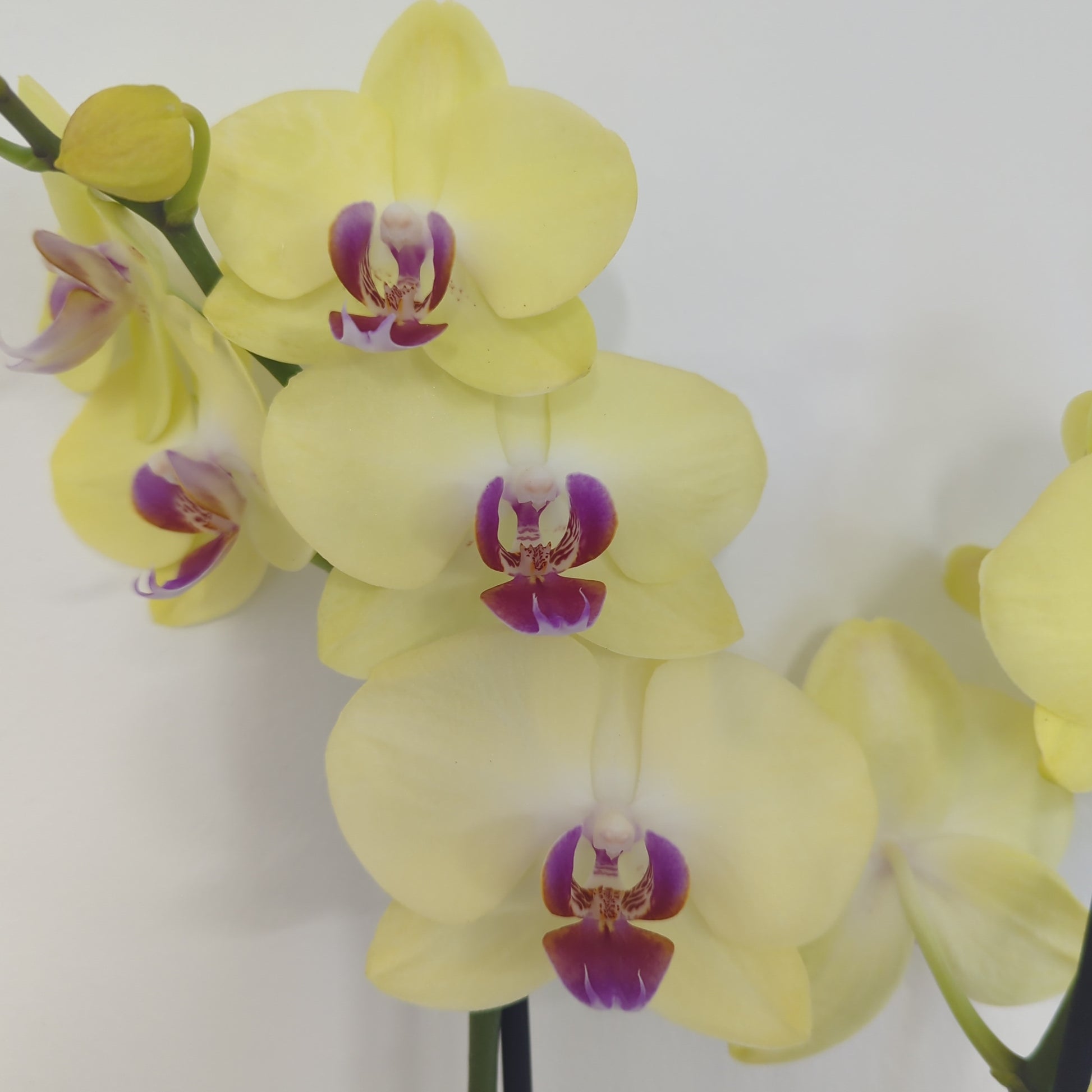Phalaenopsis Orchid | Trish