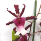 Cambria Orchid | Cherry Pie