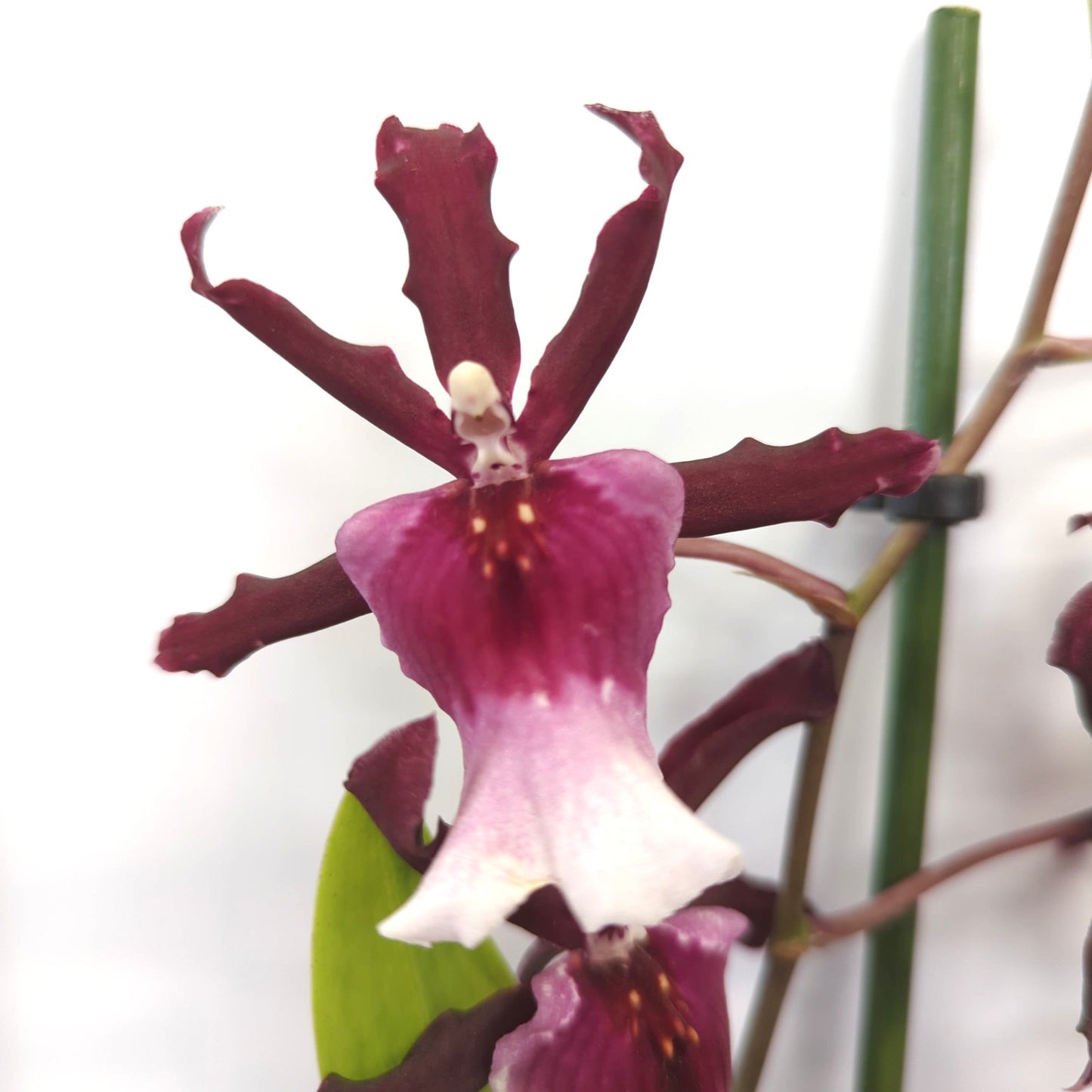 Cambria Orchid | Cherry Pie