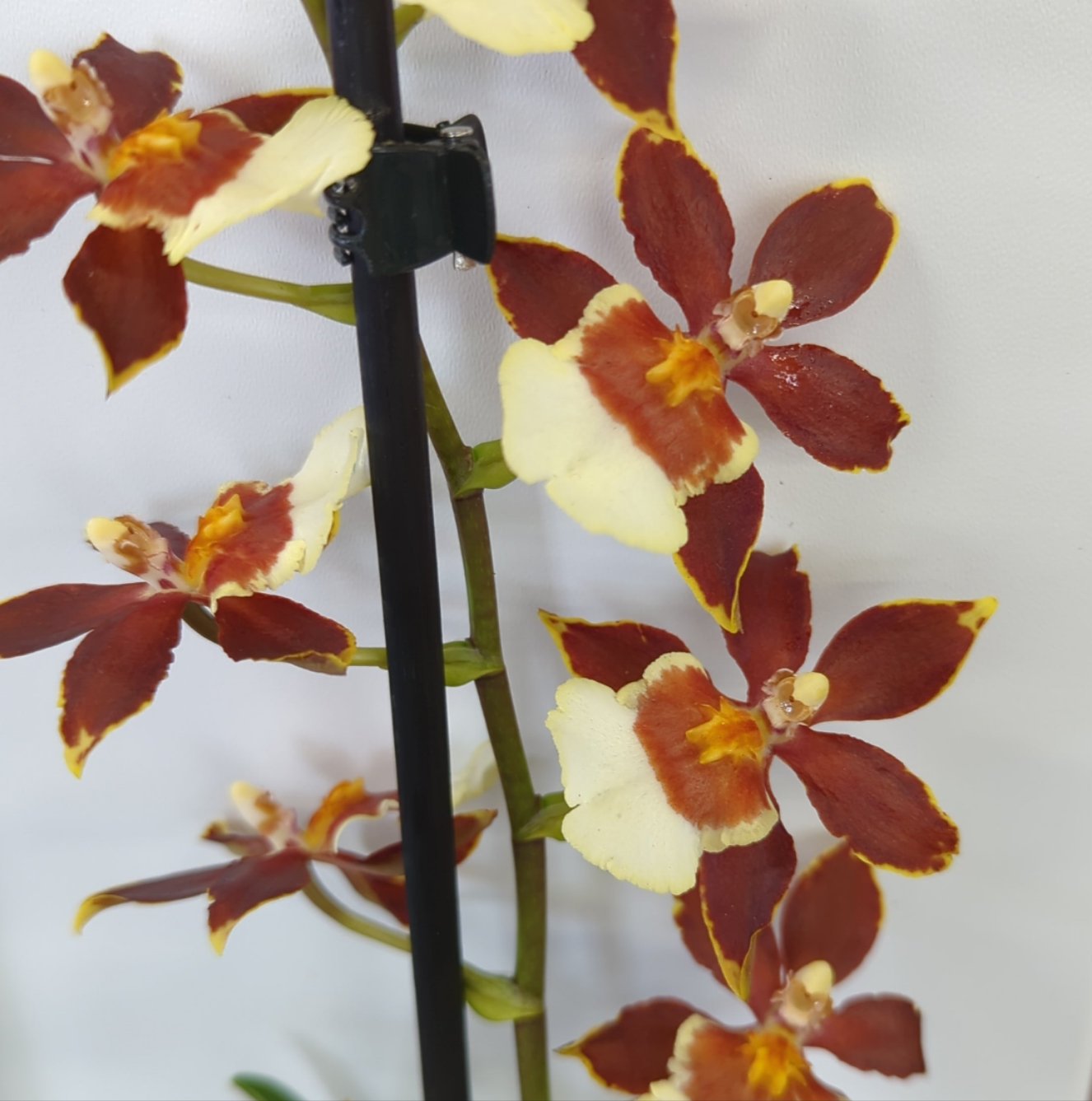 Cambria Orchid | Chocococo