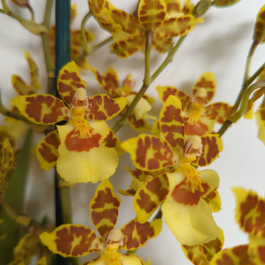 Cambria Orchid | Tiger | Rare & Unusual Plants