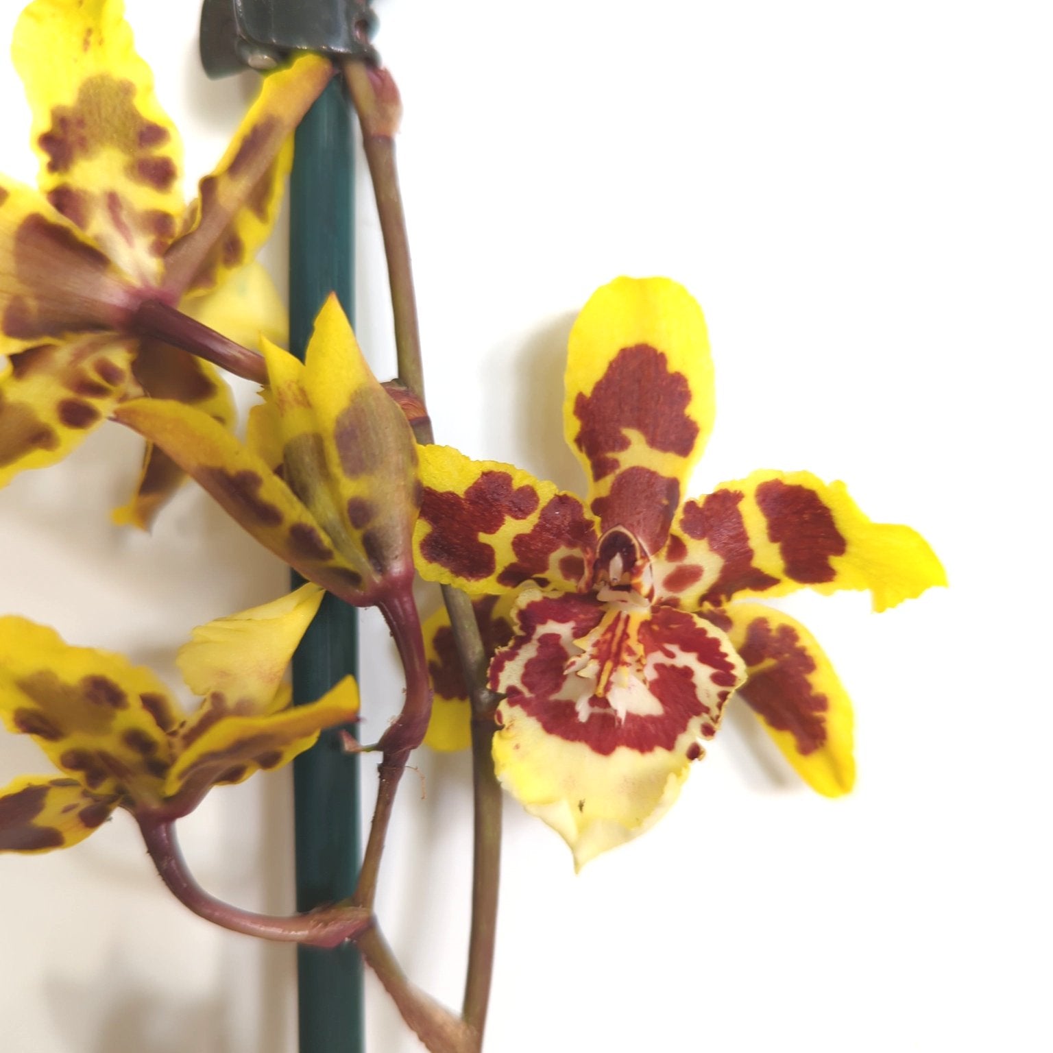 Cambria Orchid | Flaming Comet