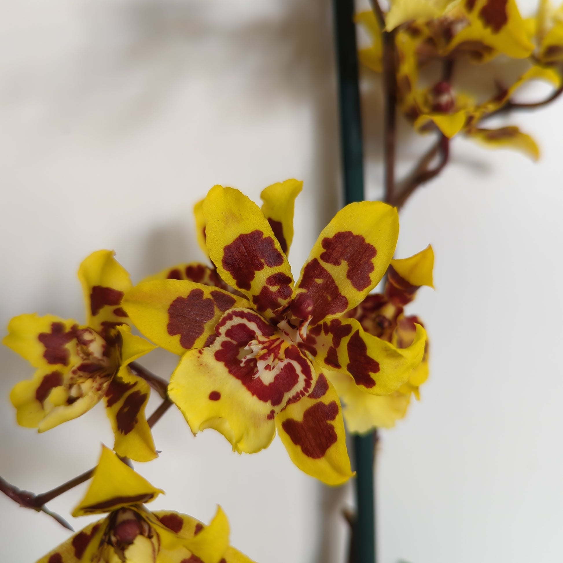 Cambria Orchid | Flaming Comet