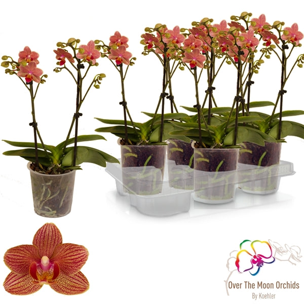 Phalaenopsis Orchid | Penny Lane