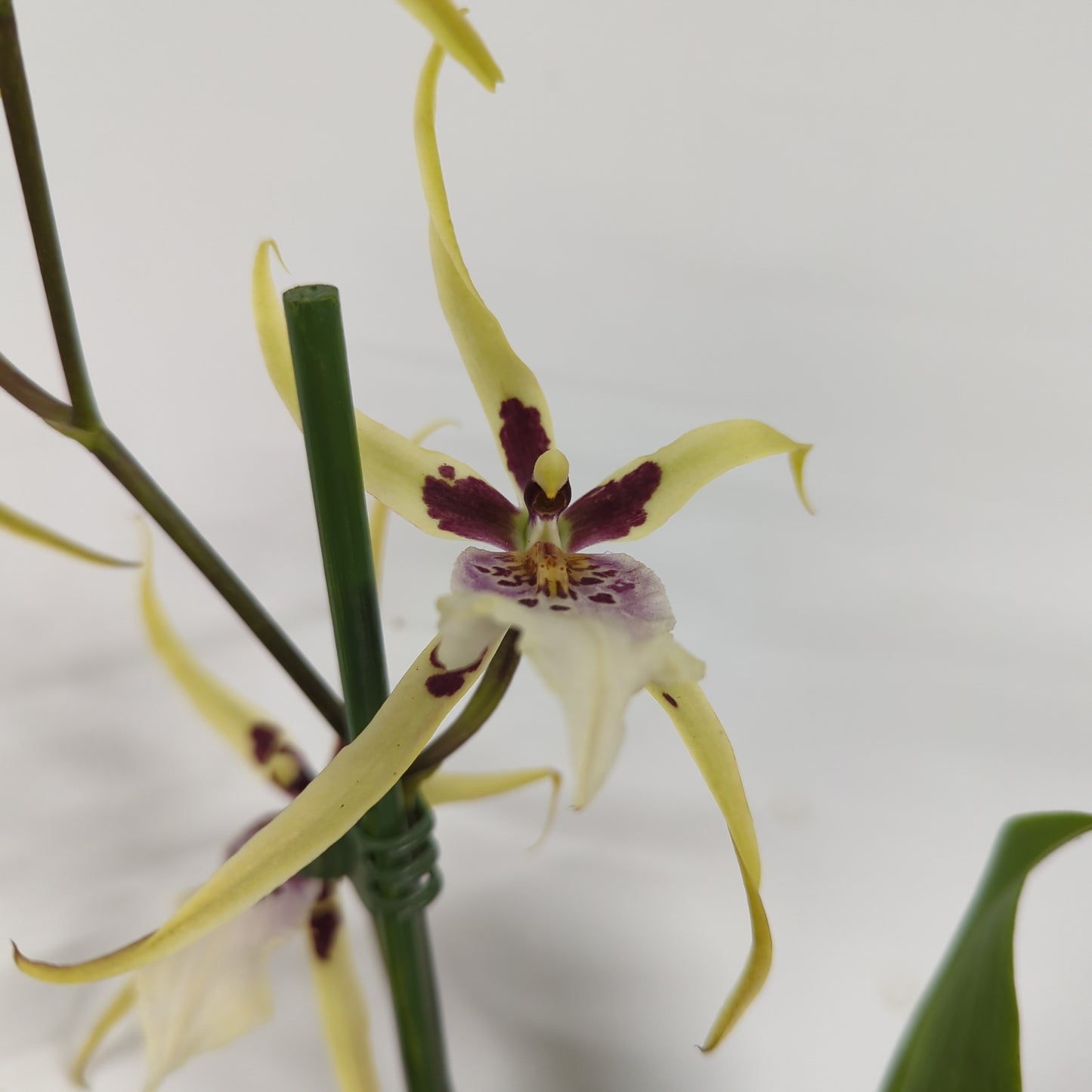 Spider Orchid | Tranquility