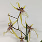 Spider Orchid | Tranquility