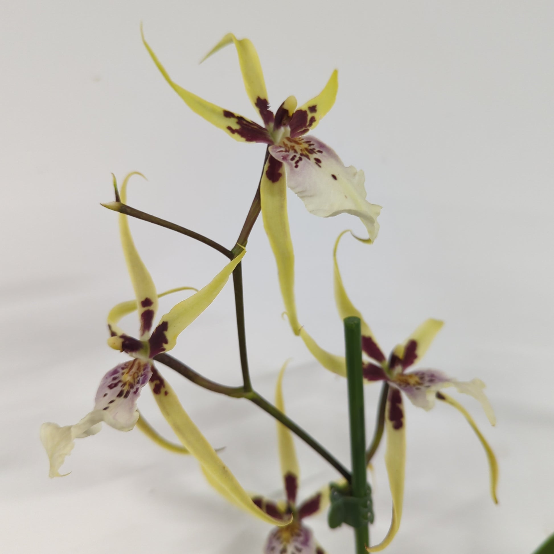 Spider Orchid | Tranquility