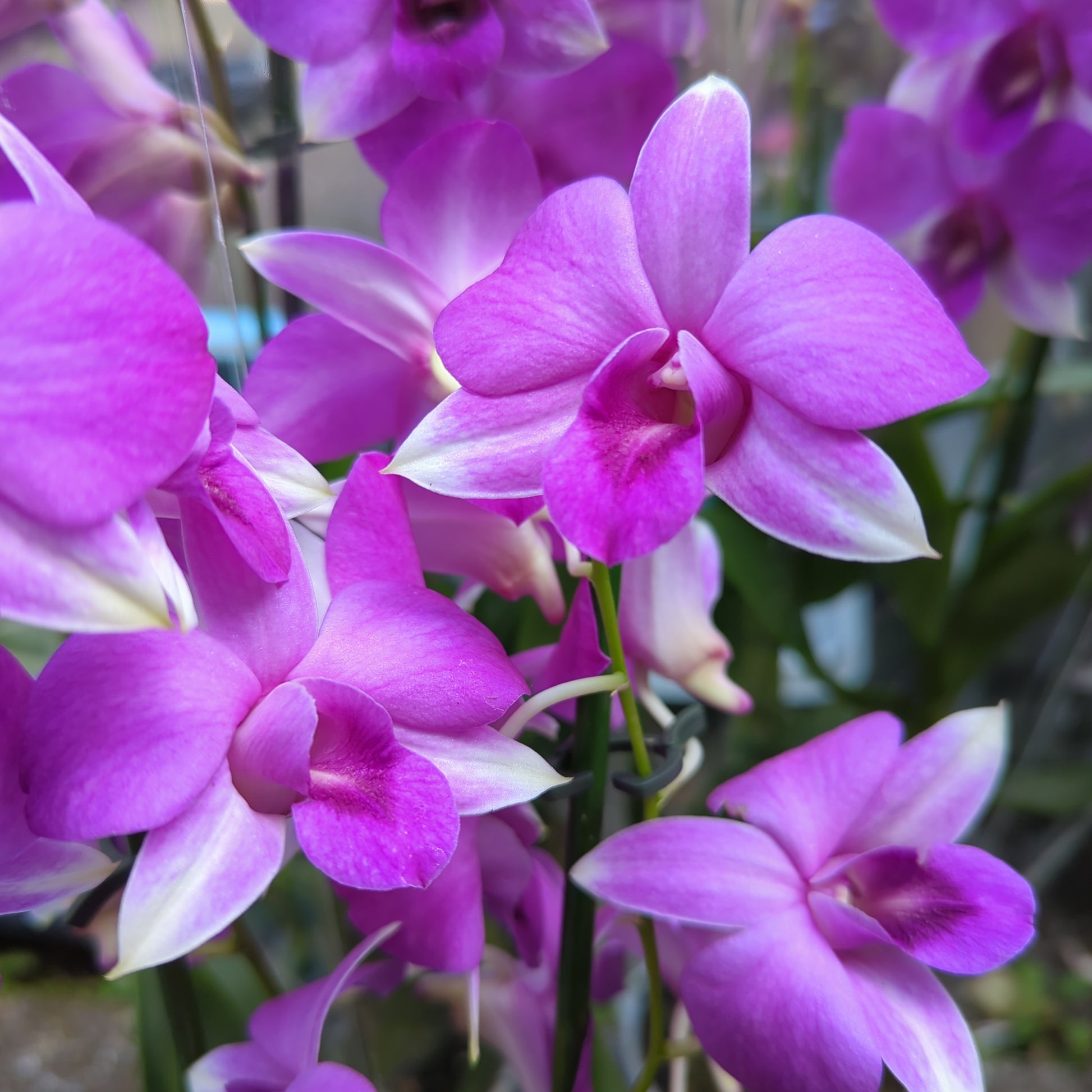 Singapore Orchid | Various Colours