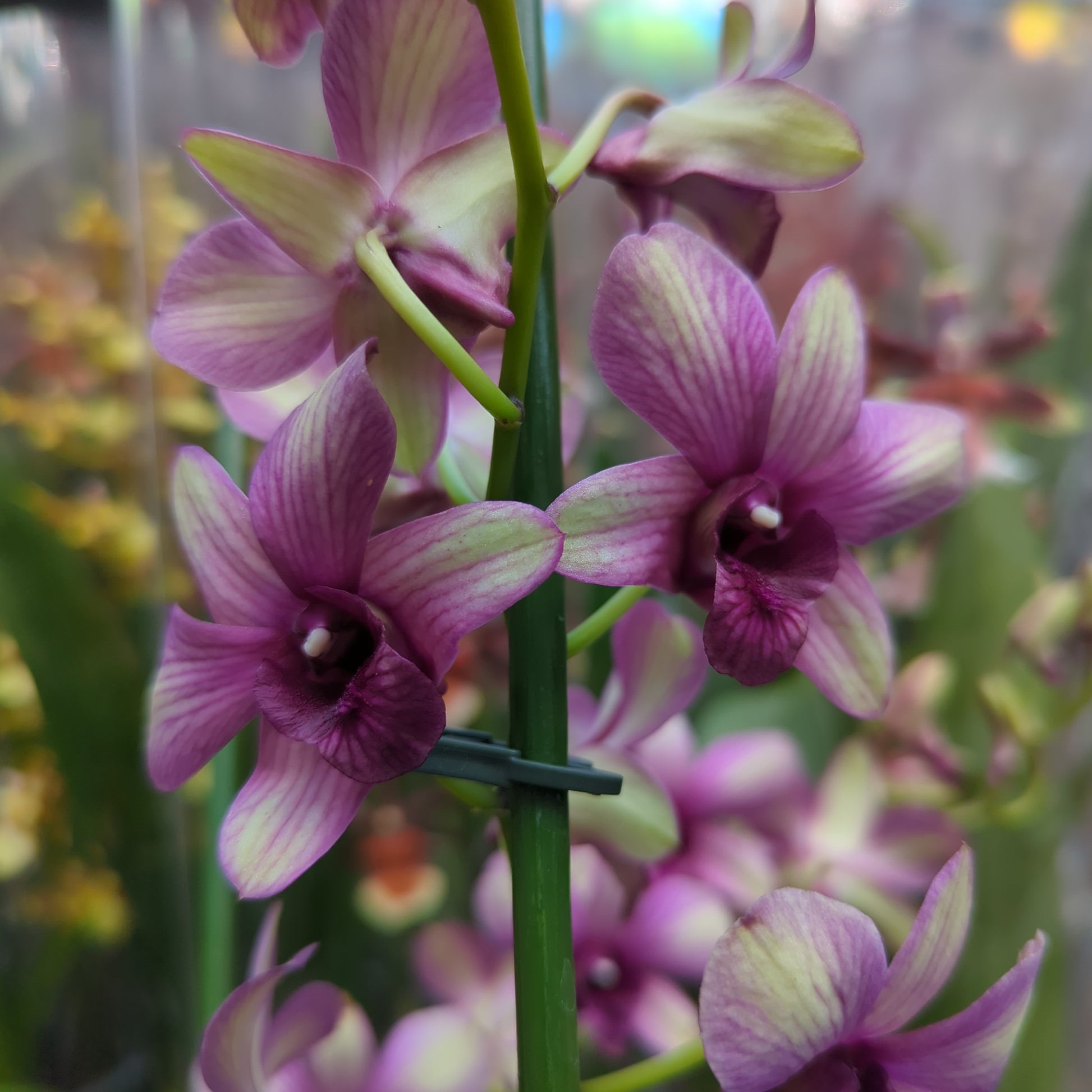 Singapore Orchid | Various Colours