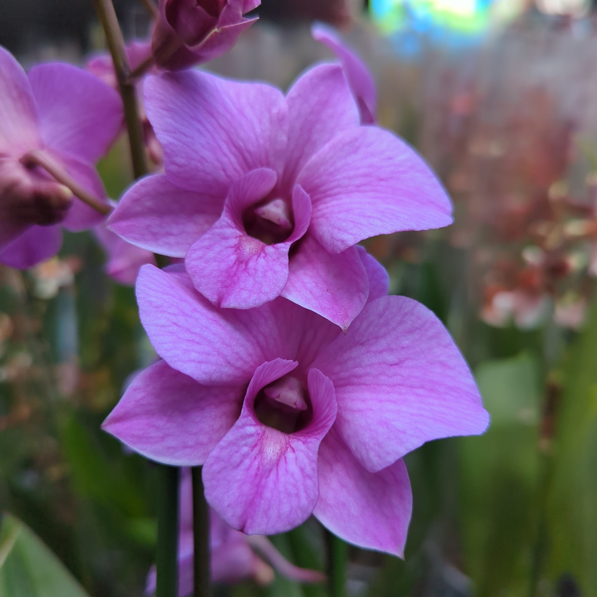 Singapore Orchid | Various Colours