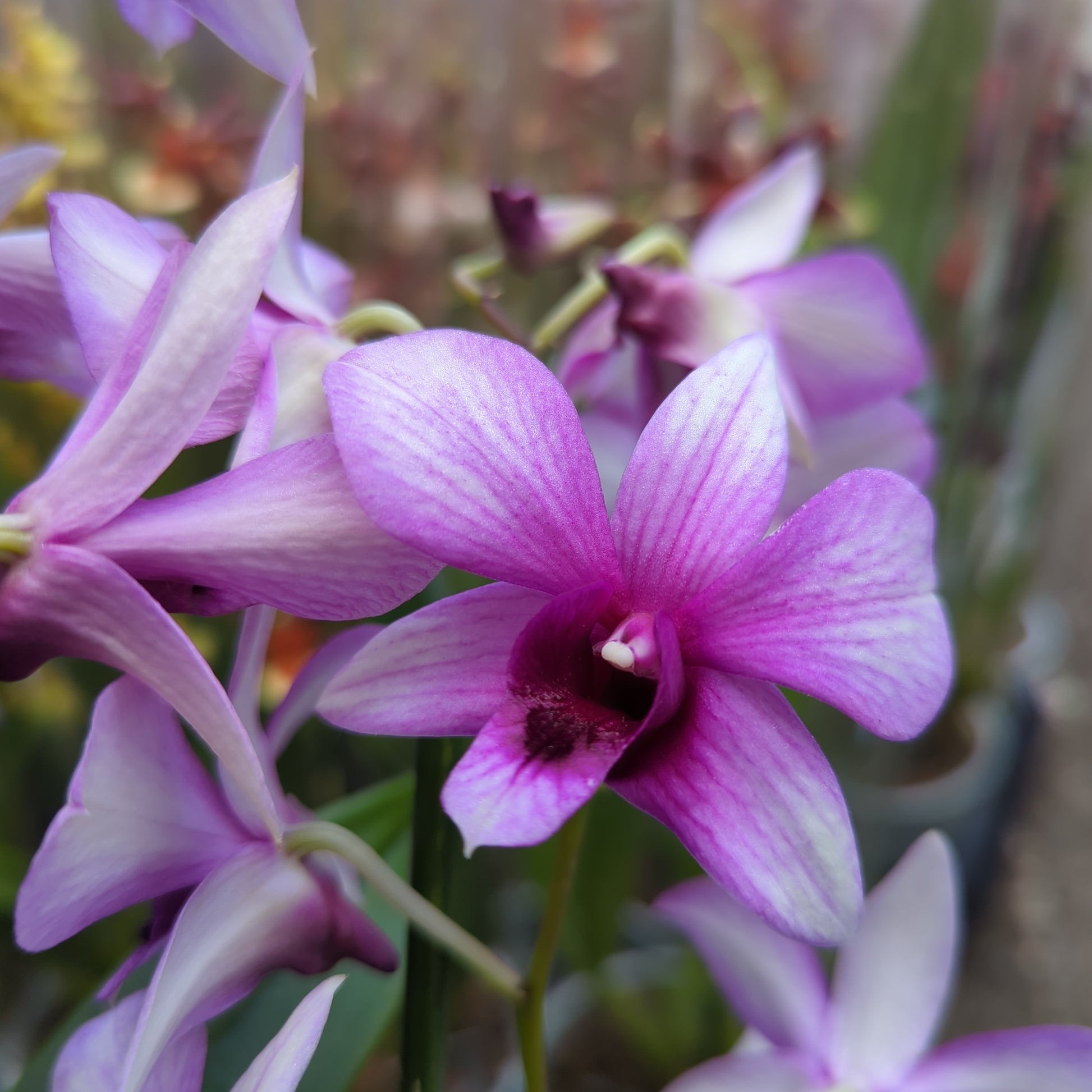Singapore Orchid | Various Colours