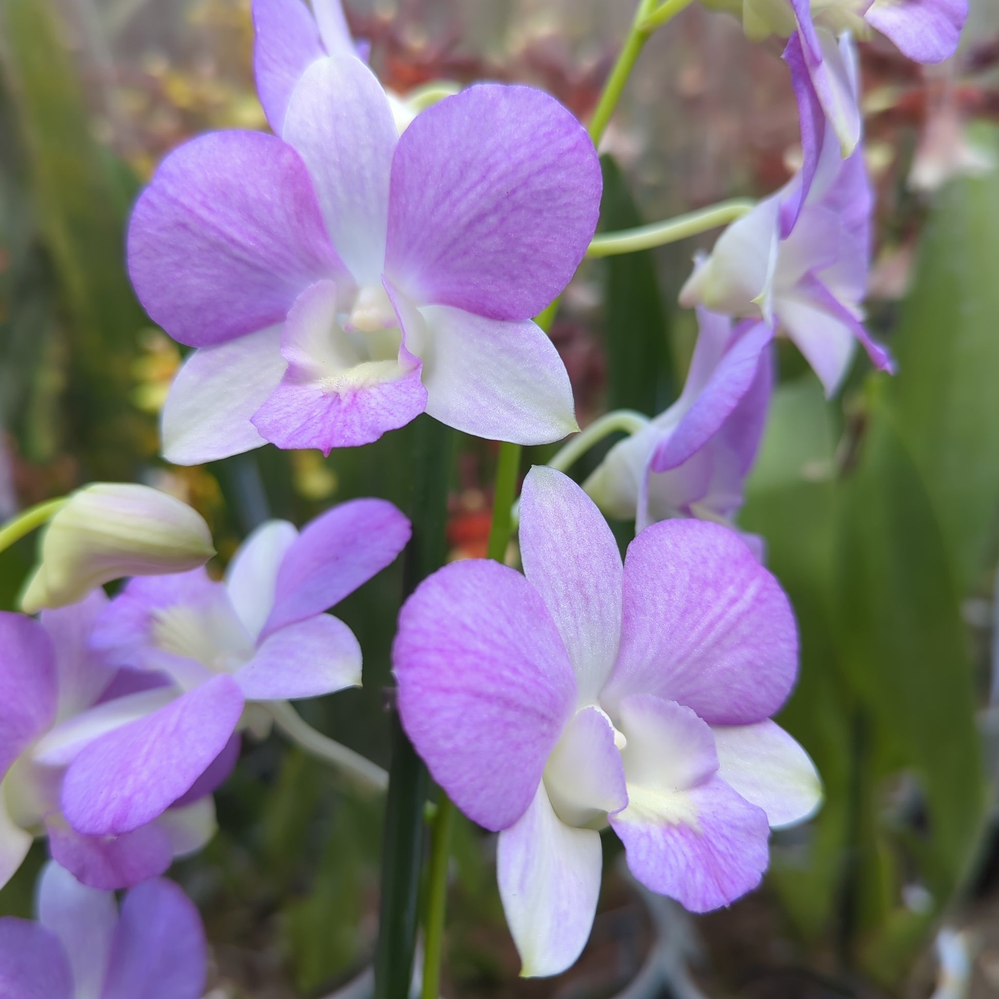 Singapore Orchid | Various Colours
