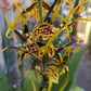 Spider Orchid | Halloween