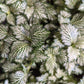 Nerve Plant | Curly Marble