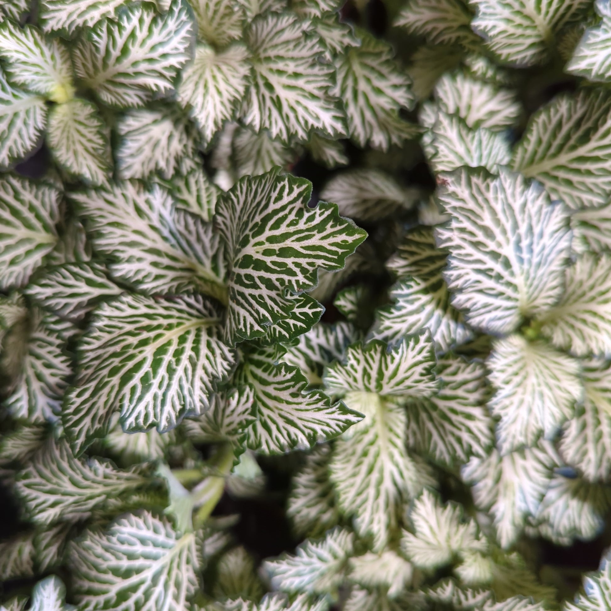 Nerve Plant | Curly Marble