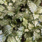 Nerve Plant | Curly Marble