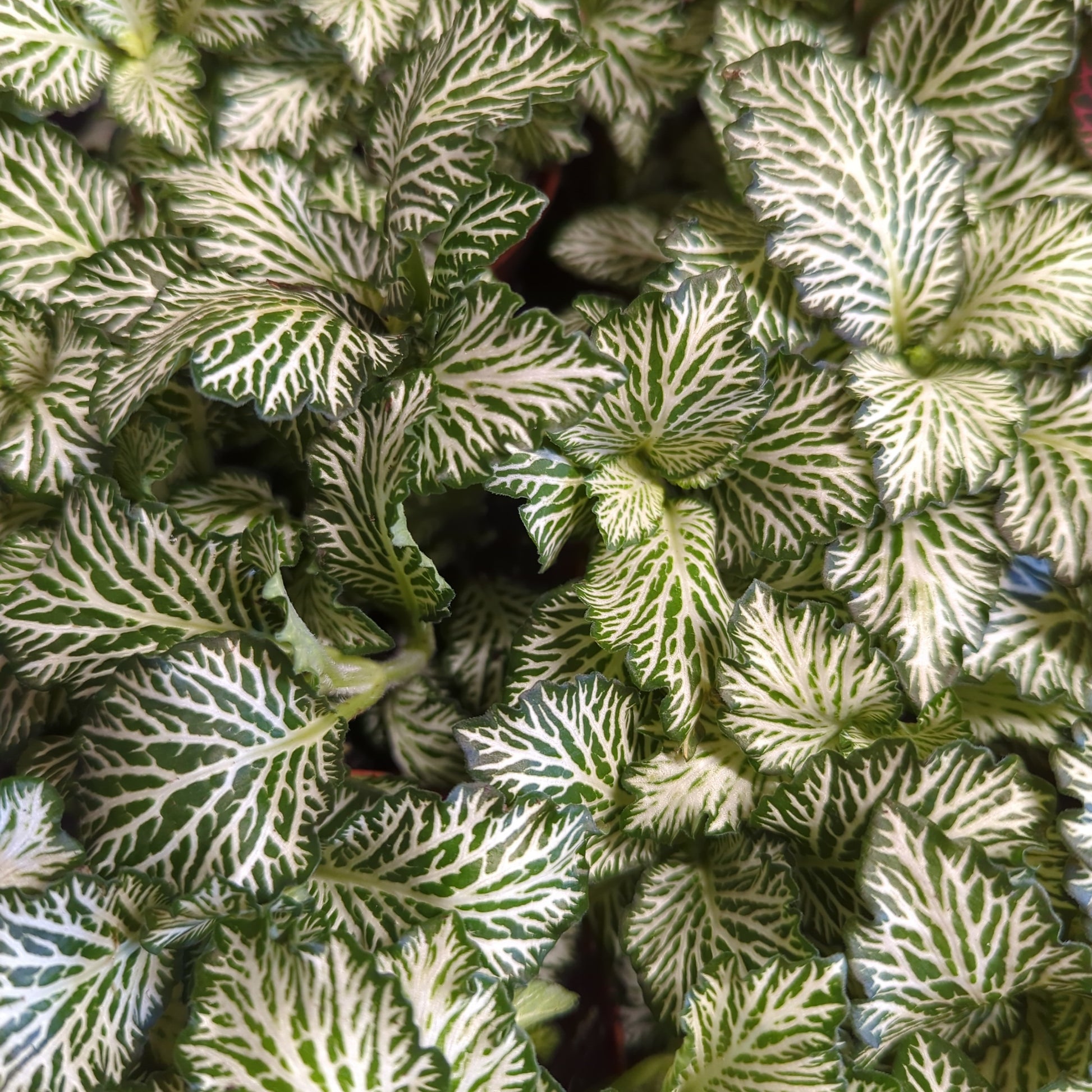 Nerve Plant | Curly Marble