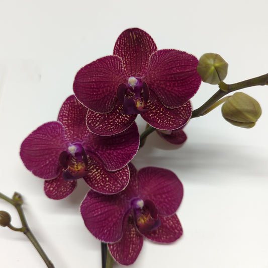 Phalaenopsis Orchid | Diamond
