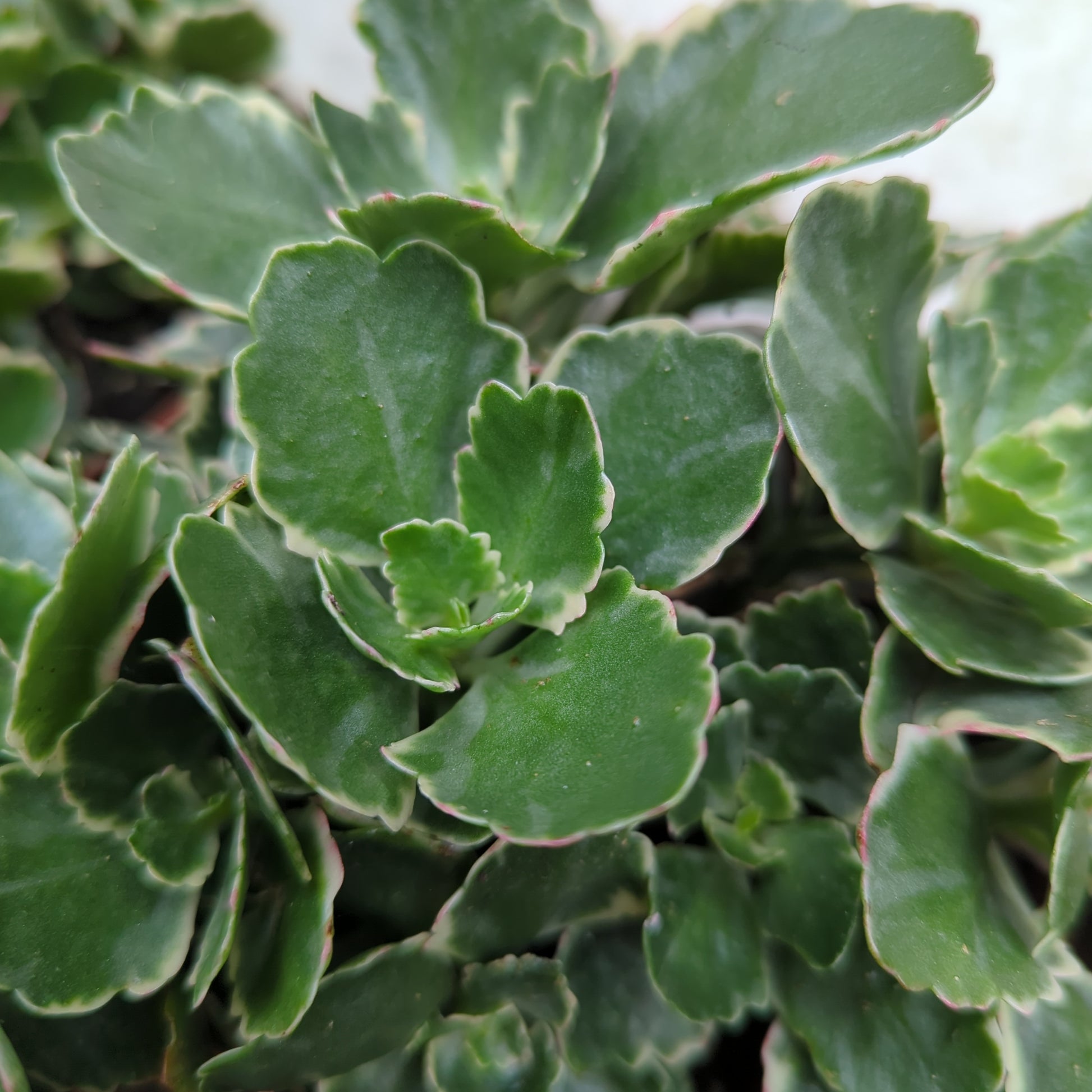 Kalanchoe | Aurora Variegata