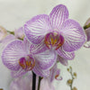 Phalaenopsis Orchid | Sparkle
