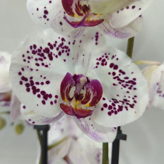 Phalaenopsis Orchid | Starry Night