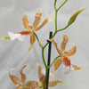 Dancing Ladies Orchid | Orange Renaissance | Rare Orchid