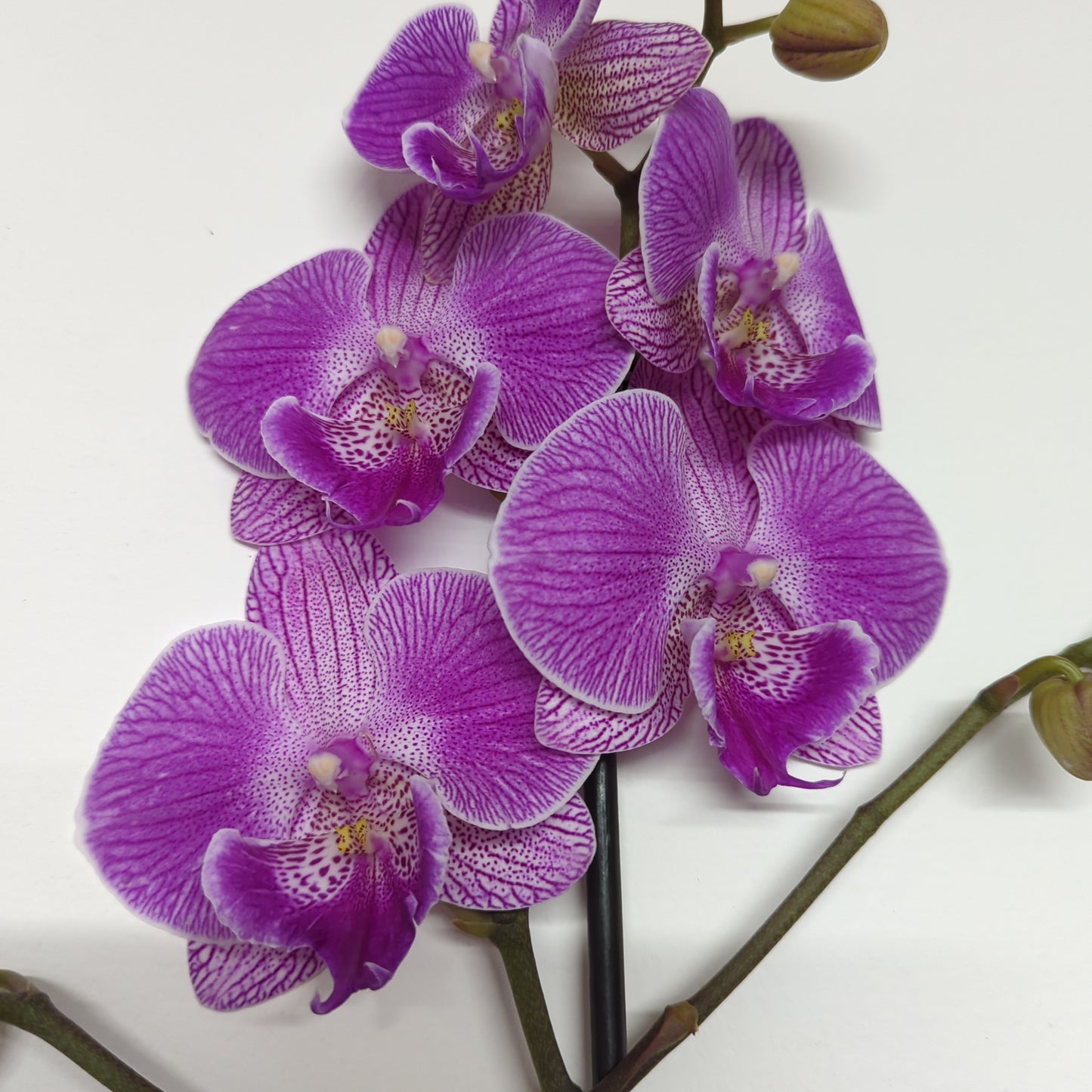 Phalaenopsis Orchid | Cosmic Flair