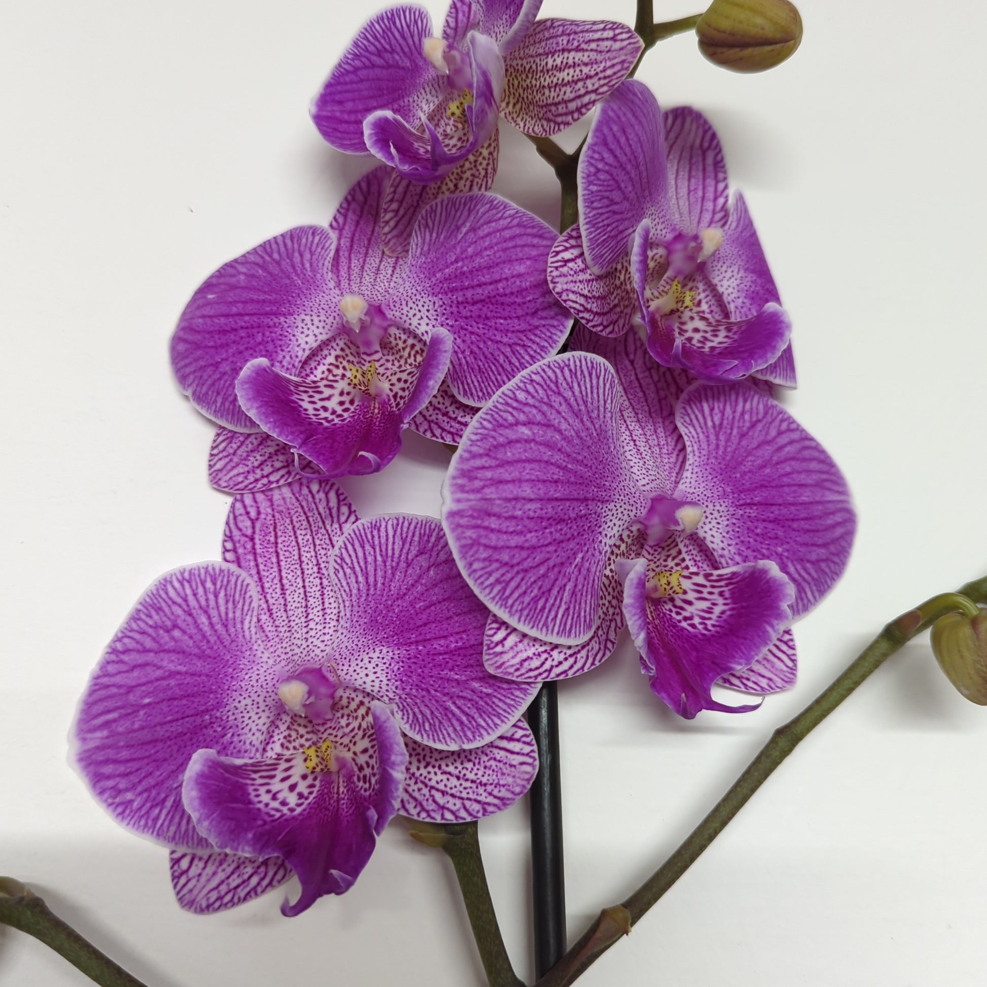 Phalaenopsis Orchid | Cosmic Flair